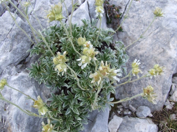 Potentilla apennina